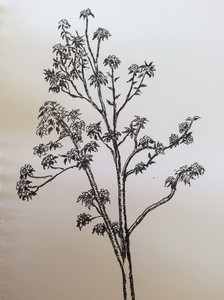 Jean, Pear tree in blossom.JPG